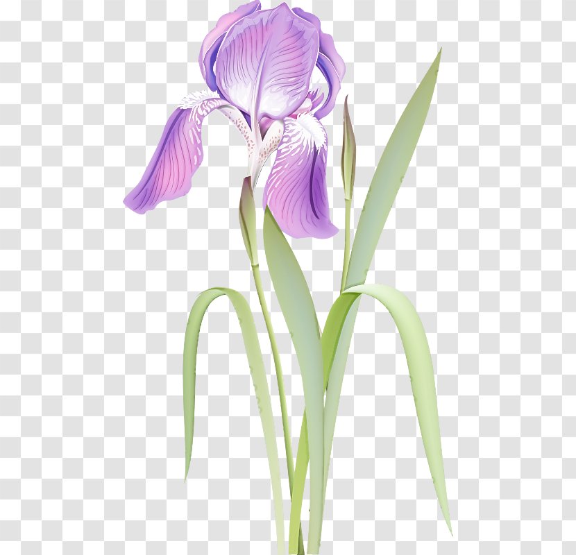 Flower Flowering Plant Violet Petal - Orris Root Iris Transparent PNG