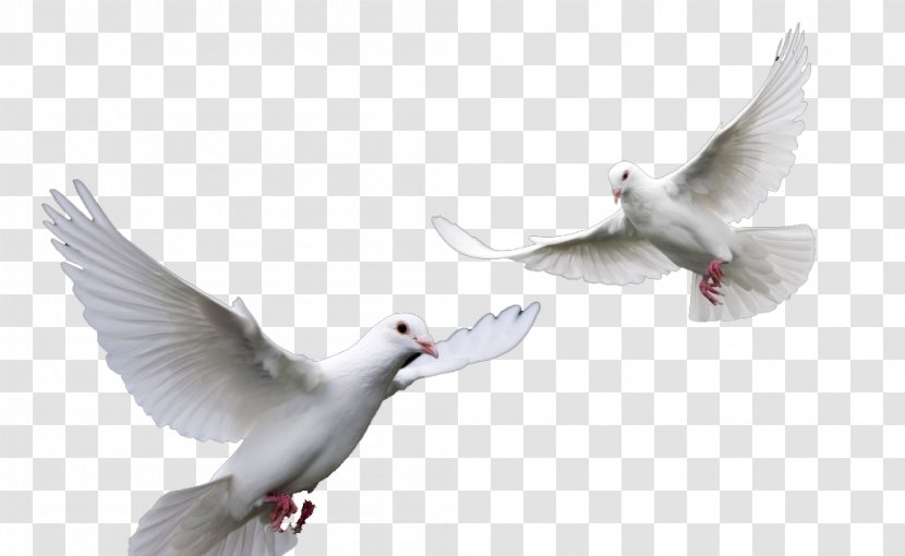 Dove Bird - Franklin S Gull - European Herring Transparent PNG