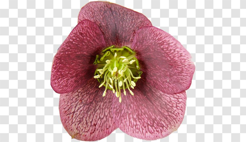 Cowell's Garden Centre Helleborus Orientalis Plant Color Kwekerij Het Wilgenbroek - Flower - Petal Transparent PNG