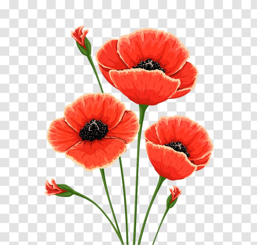 Common Poppy Flower Remembrance Clip Art - Coquelicot Transparent PNG