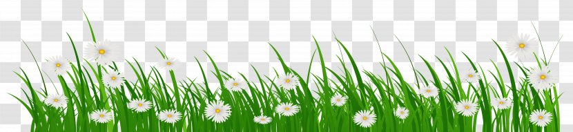Flower Grasses Clip Art - Common Daisy - Spring Banner Transparent PNG