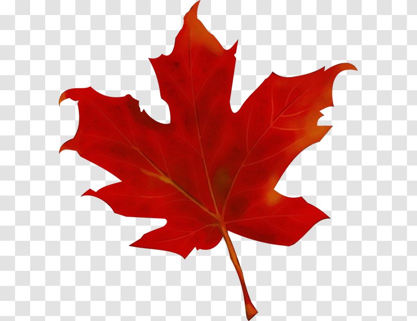 Red Maple Leaf - Autumn - Black Oak New Mexico Transparent PNG