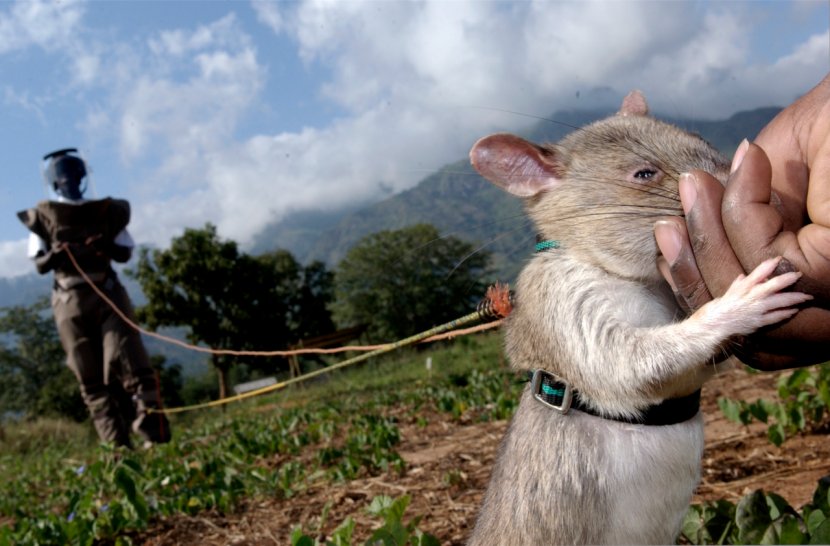 Gambian Pouched Rat APOPO Land Mine Demining - Snout - & Mouse Transparent PNG