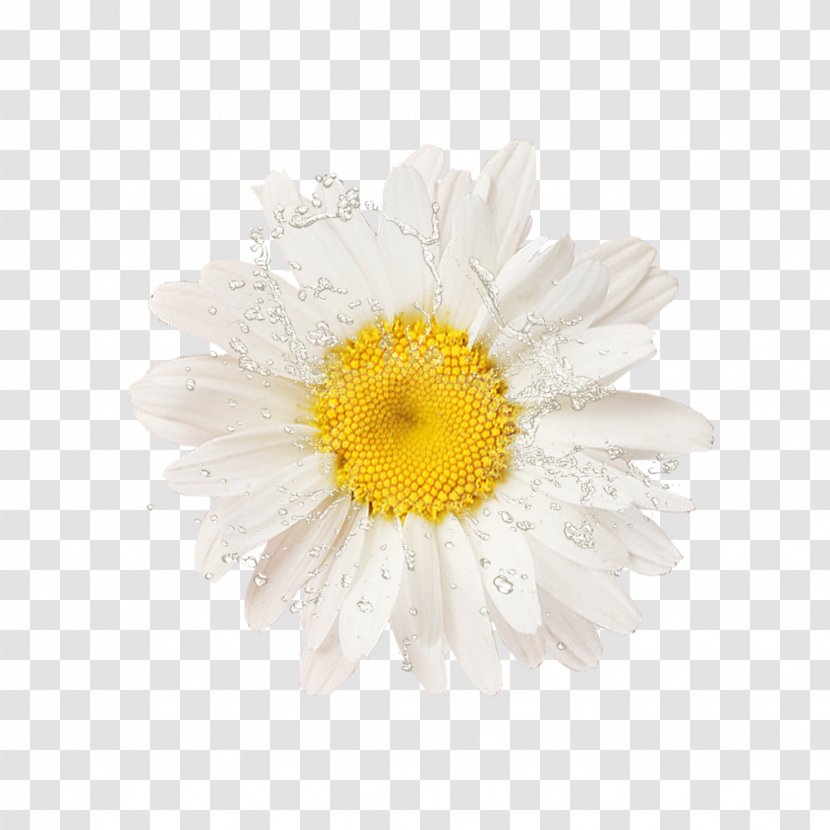 Common Sunflower Download Clip Art - Cut Flowers Transparent PNG