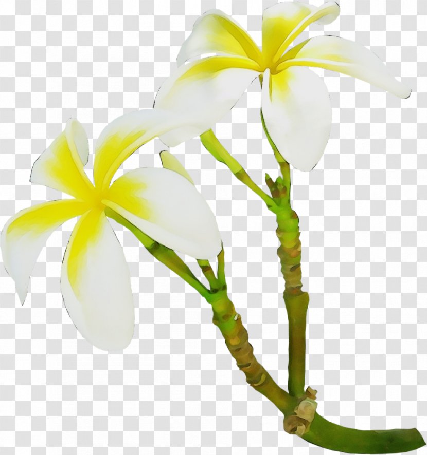 Flower Plant Petal Frangipani Flowering - Pedicel - Cattleya Wildflower Transparent PNG