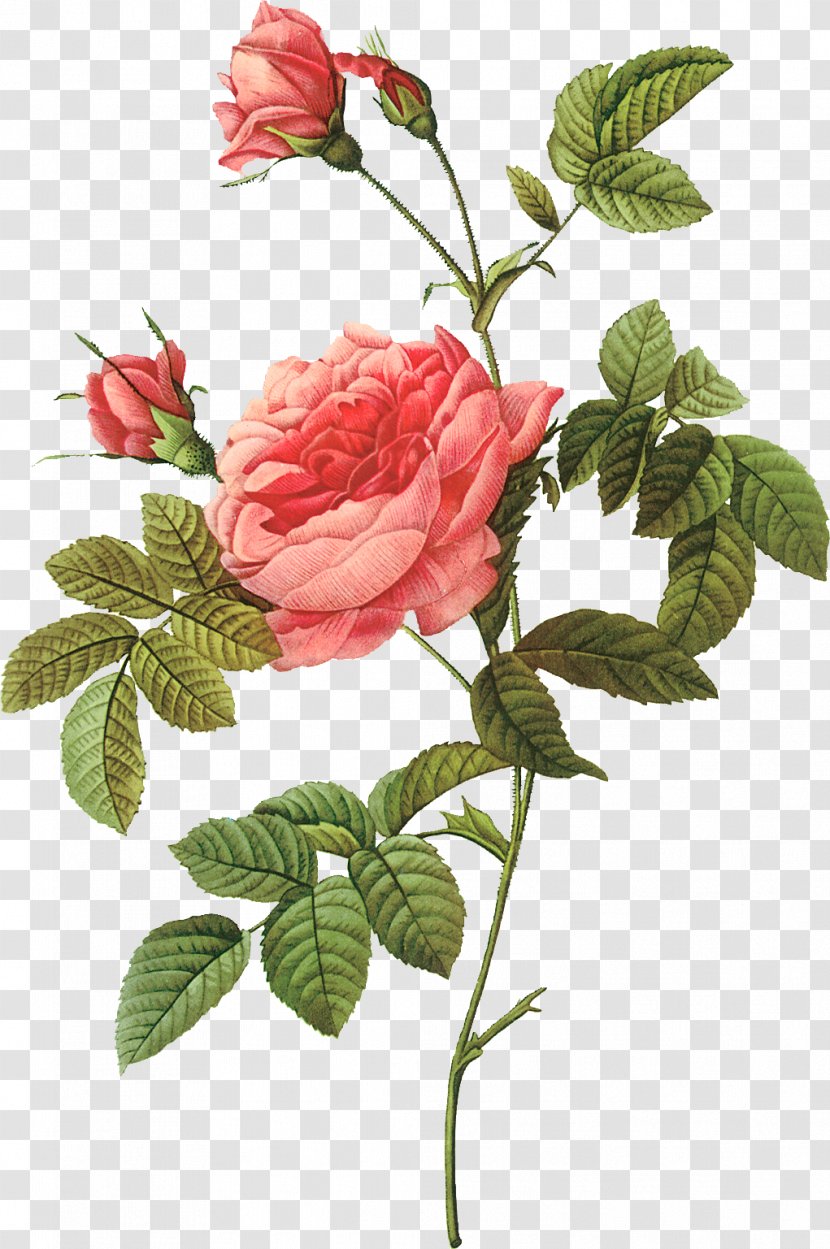 Pierre-Joseph Redoutxe9 (1759-1840) Rose Painter Printing Lithography - Pierrejoseph 17591840 - Hand-painted Roses Illustration Transparent PNG