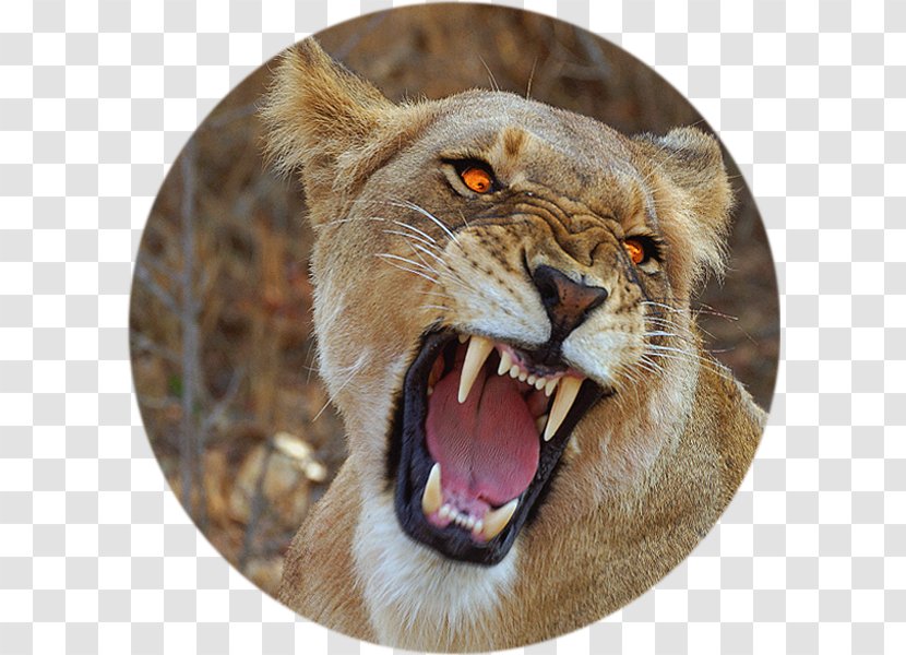 Lion Maasai Mara Serengeti Roar Photography Transparent PNG