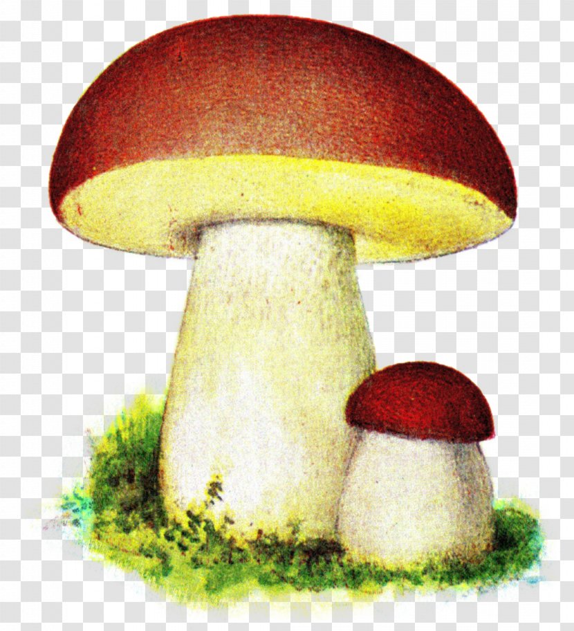 Fungus Boletus Edulis Iduns Kokbok Mushroom Pileus - Bolete Transparent PNG