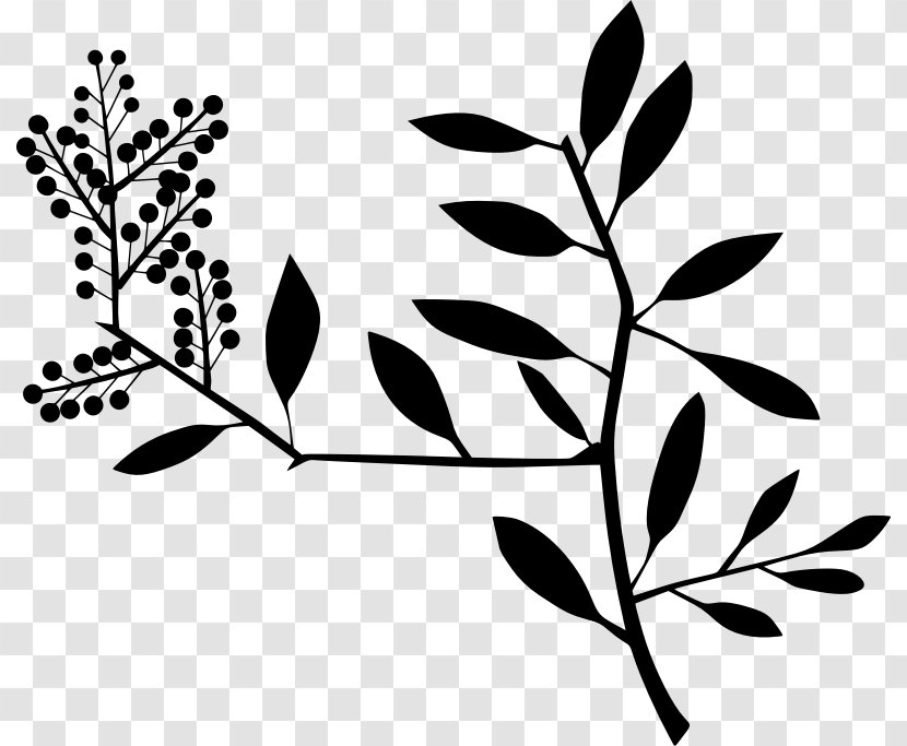 Line Art Clip - Plant Stem - Tree Transparent PNG