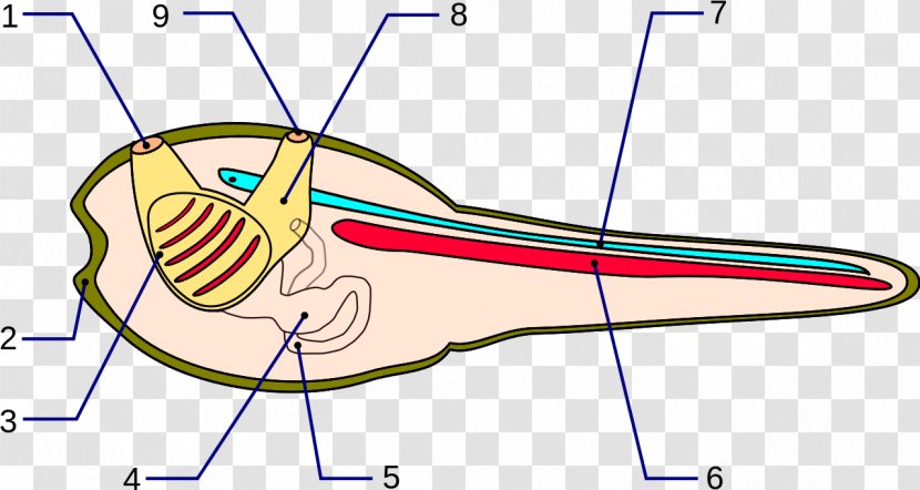 Ascidians Notochord Anatomy Neural Tube Kiemendarm - Frame - Skeleton Transparent PNG