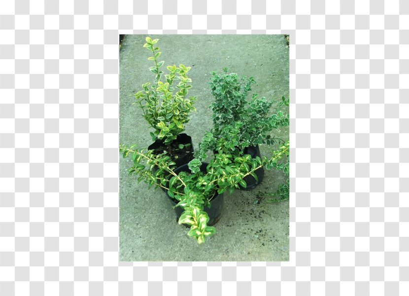 Herb Flowerpot Shrub - Grass - Euonymus Transparent PNG