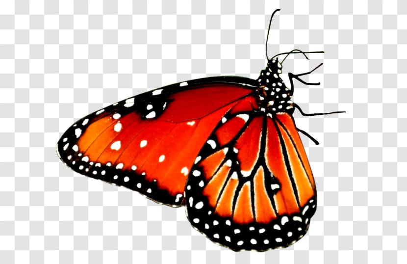 Beautiful Butterfly Desktop Wallpaper High-definition Video Android - Insect - Red Transparent PNG
