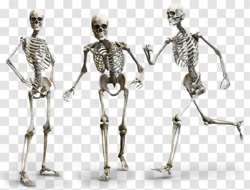 Human Body Skeleton Anatomy Homo Sapiens - Watercolor Transparent PNG