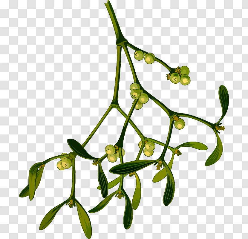 Mistletoe Drawing Phoradendron Tomentosum Clip Art - Herbal Transparent PNG