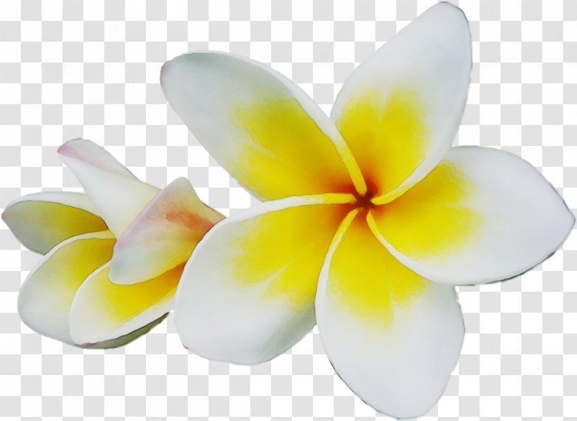 Petal Yellow Cut Flowers Design - Plant Frangipani Transparent PNG
