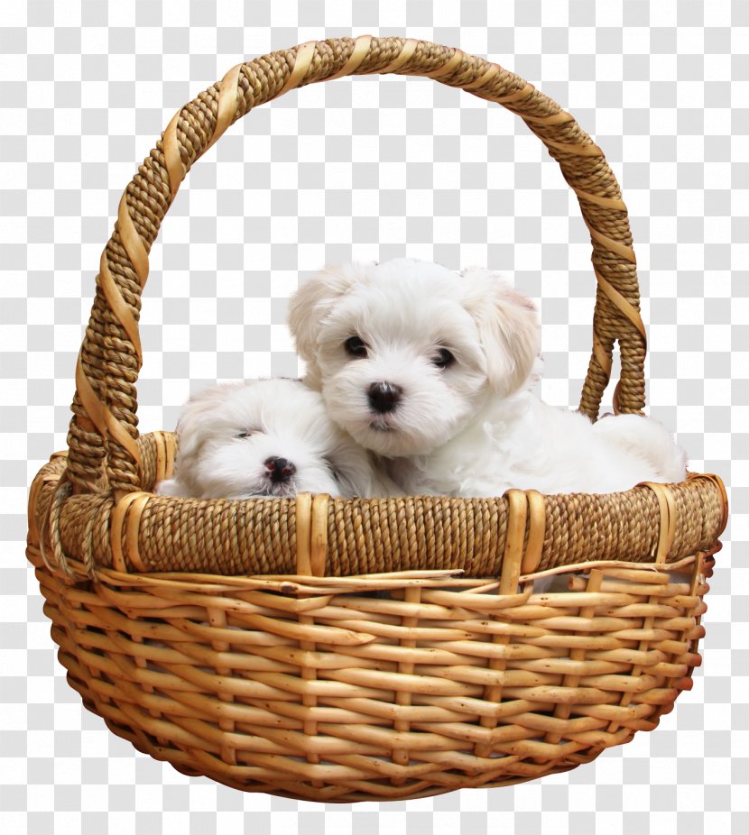 Maltese Dog Bichon Frise Dalmatian Siberian Husky Morkie - Animal - Puppy Transparent PNG