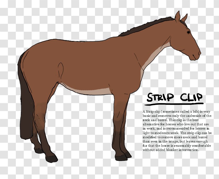 Mustang Pony Stallion Foal Colt - Pack Animal - Stripped Transparent PNG