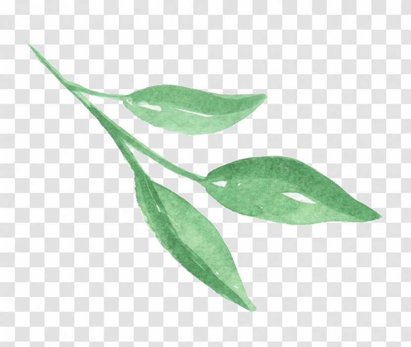 Leaf Plant Stem Plants Transparent PNG