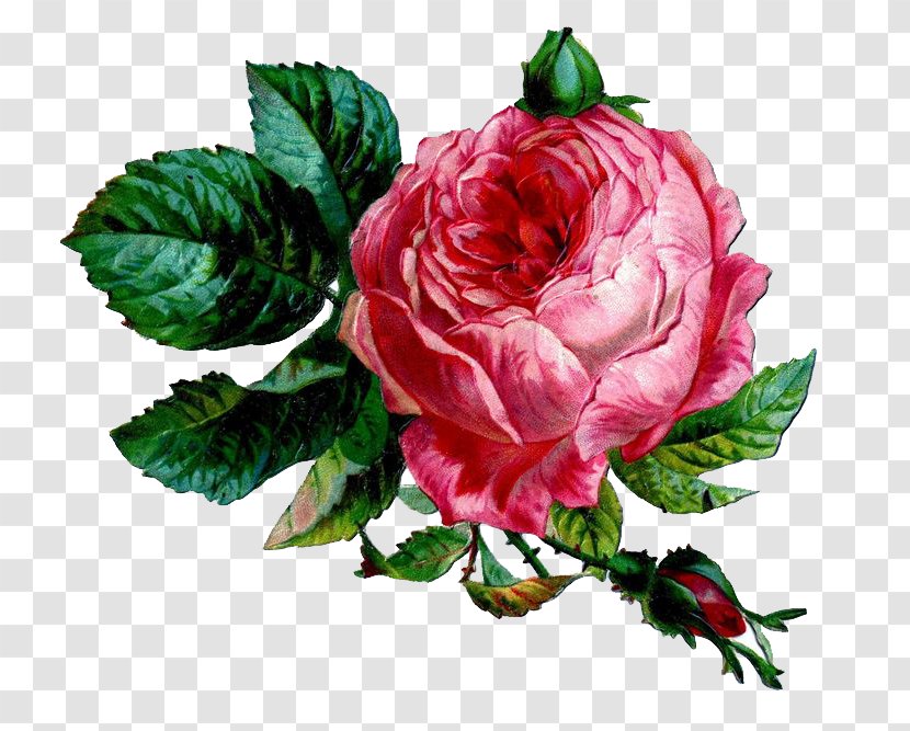 Pink Cabbage Rose Clip Art - Botanical Transparent PNG