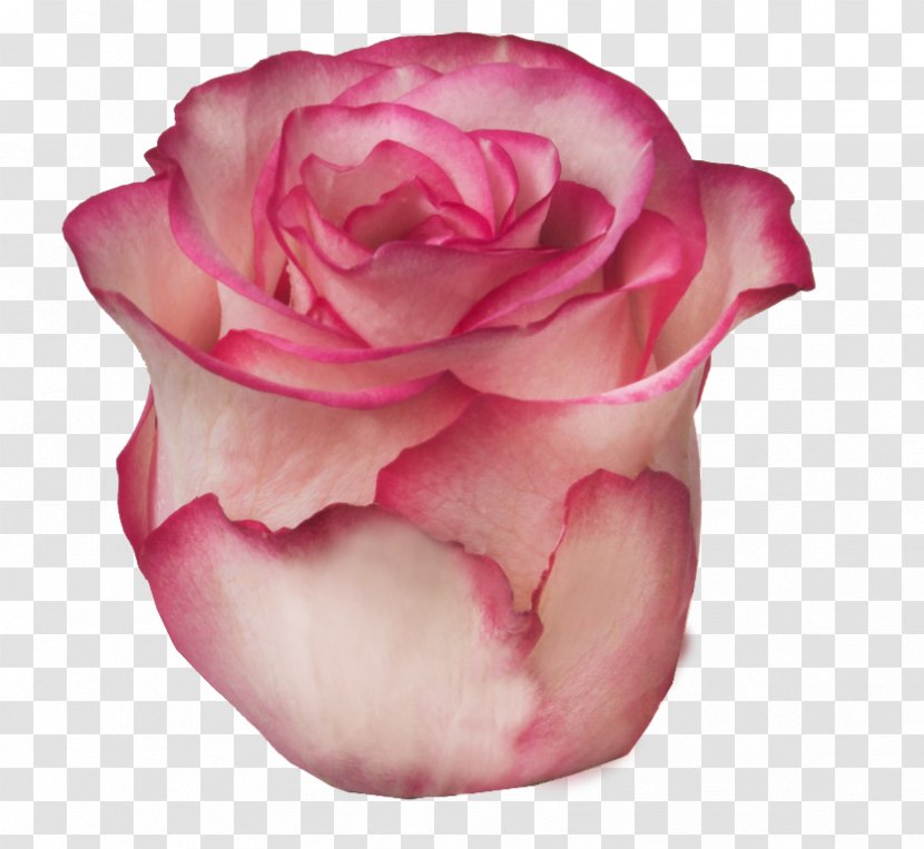 Garden Roses Cabbage Rose Floribunda Flower Petal Transparent PNG