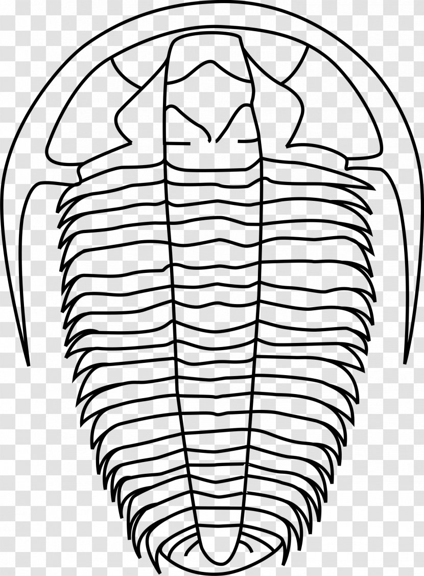 Trilobite Fossil Asaphus Clip Art - Flower - Evolution Transparent PNG