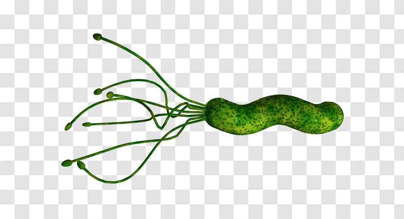 Helicobacter Pylori Infection Gastritis Bacteria Peptic Ulcer Disease - Cartoon - Health Transparent PNG
