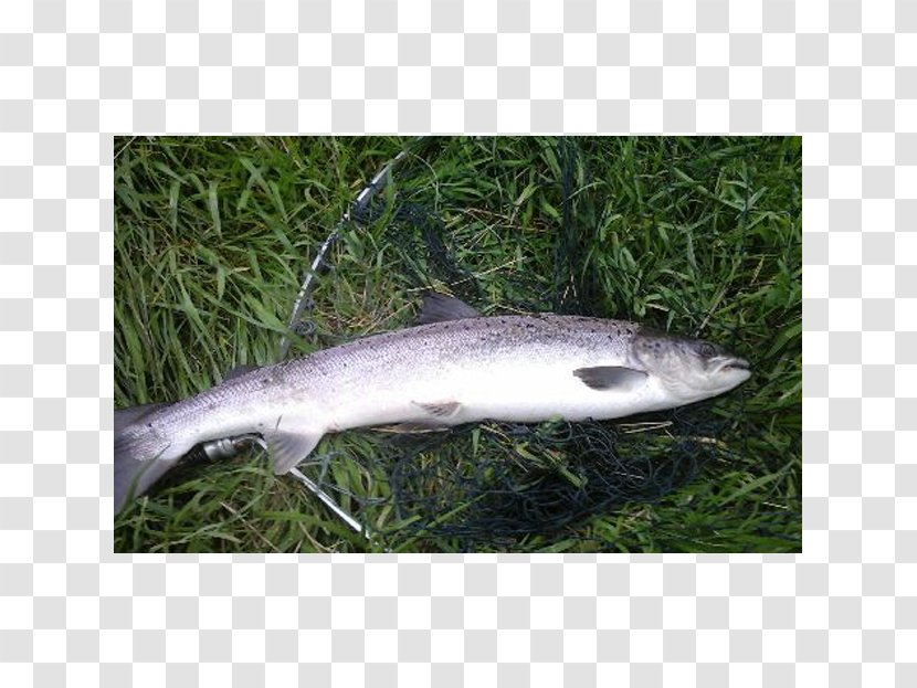 Coho Salmon Northern Pike 09777 Trout - Fish Transparent PNG