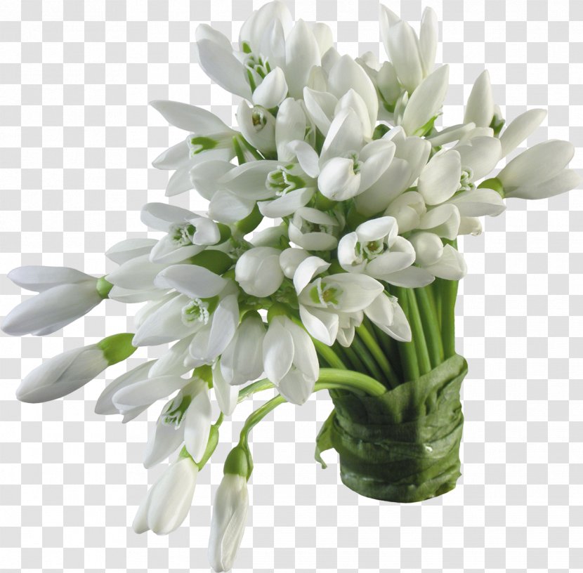 Snowdrop Flower - Tuberose - Crocus Transparent PNG