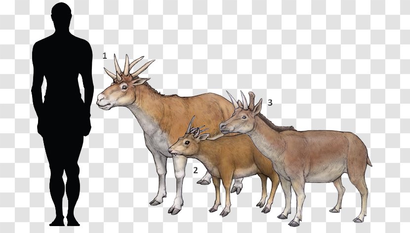 Drawing Of Family - Fur - Roe Deer Fawn Transparent PNG