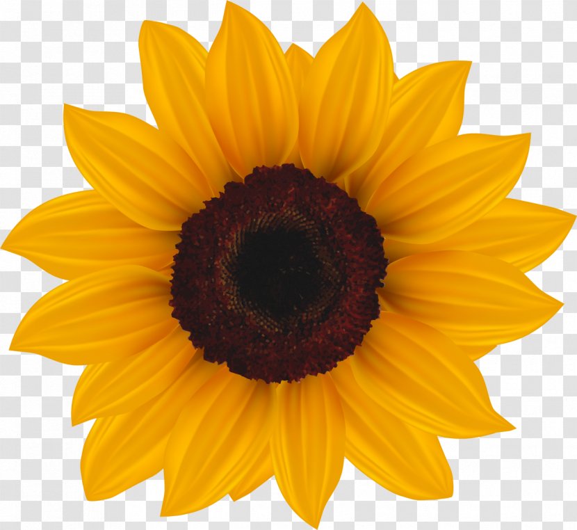 Common Sunflower Clip Art - Golden Chrysanthemum Transparent PNG