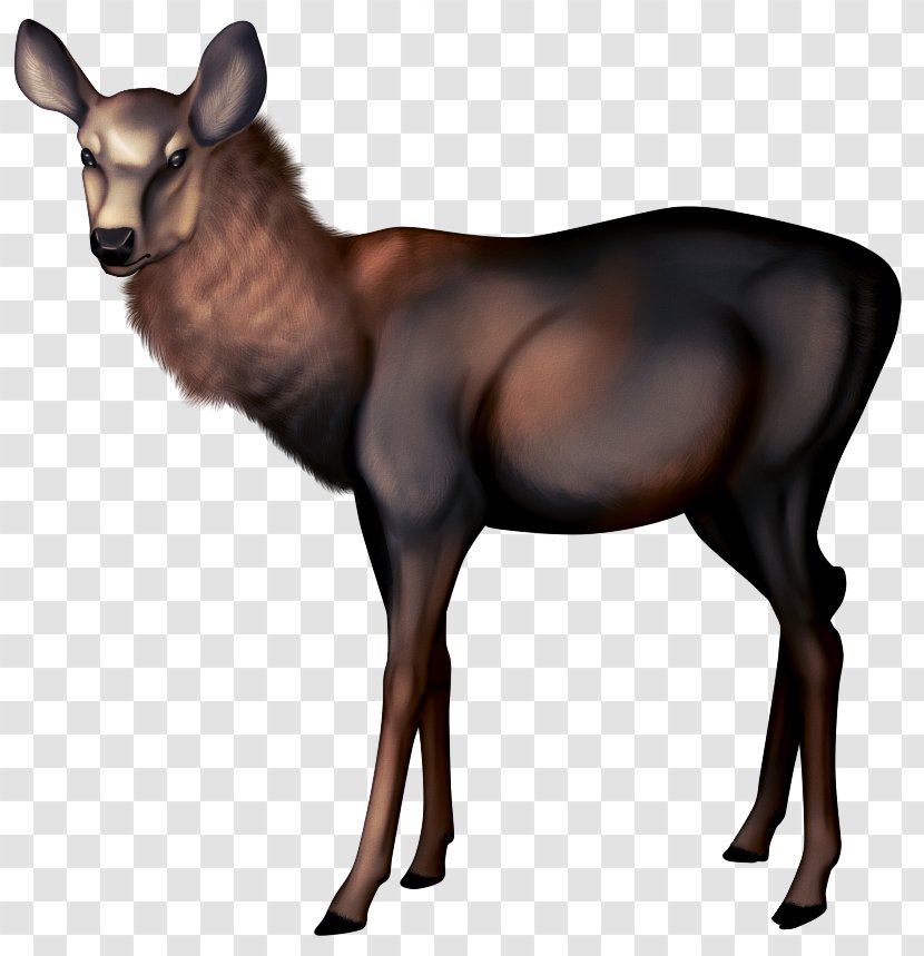 Sheep Ahuntz Saanen Goat Elk - Horn Transparent PNG