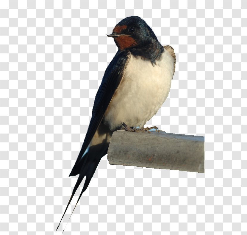 Bird Nest Barn Swallow Owl - Tree Transparent PNG