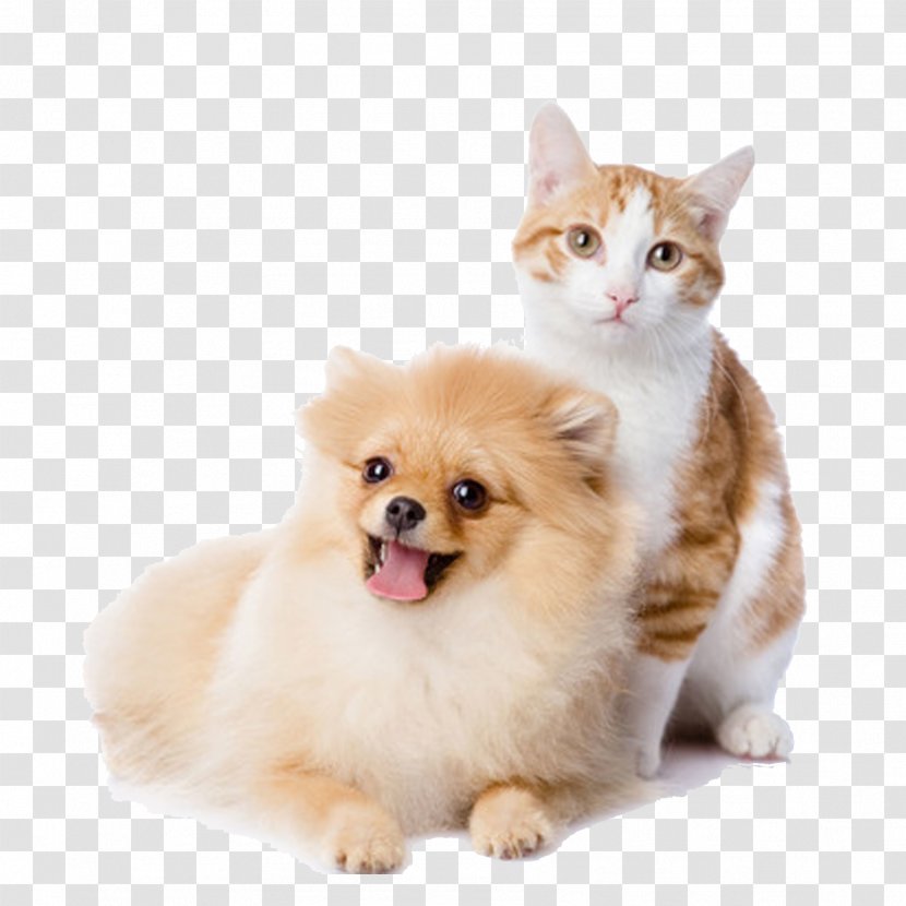 Cat Play And Toys Dog Kitten Pet - Toy - Dogs Cats Transparent PNG