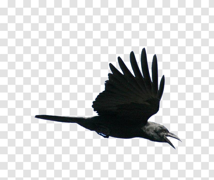 Bird Viking - Flight - Flying Transparent PNG