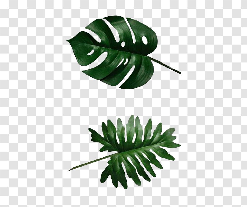 Swiss Cheese Plant Banana Leaf Philodendron Transparent PNG