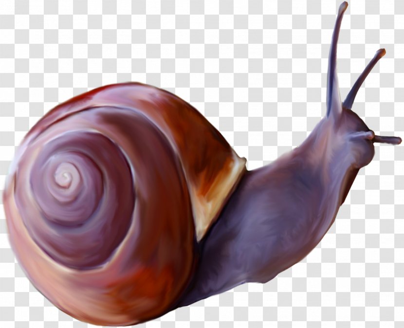 Gastropods Insect Snail Butterfly - Snails Transparent PNG