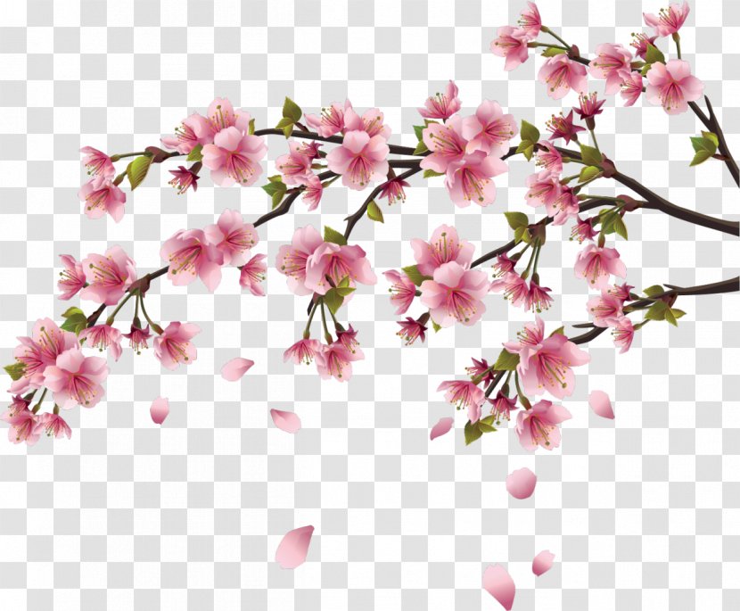 Cherry Blossom Wall Decal Branch - Petal - Chinese Flower Transparent PNG