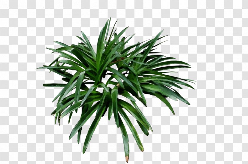 Palm Tree Drawing - Evergreen Shrub Transparent PNG