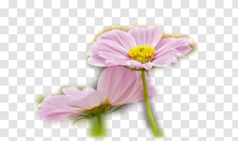 Garden Roses Cosmos Petal Chrysanthemum - Flower - Rose Transparent PNG