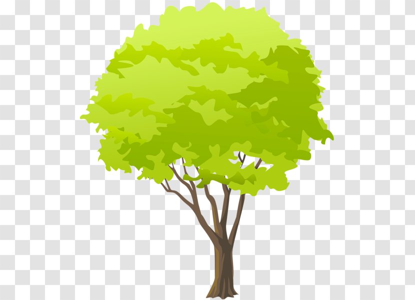 Tree Clip Art - Branch - Green Transparent PNG