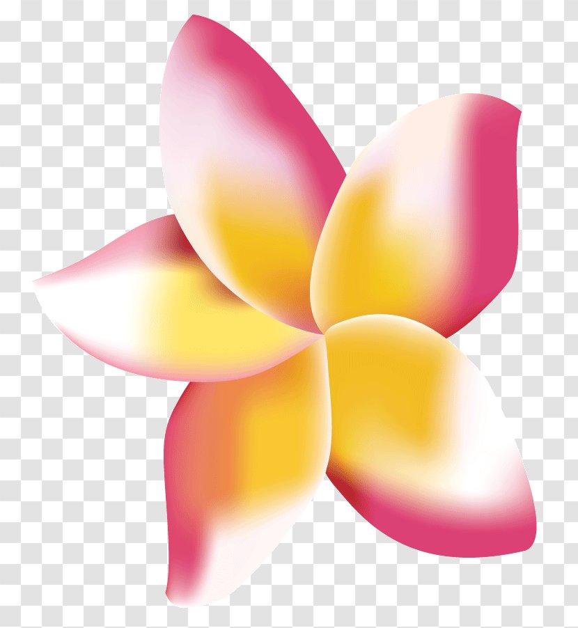 Frangipani Digital Marketing Flower Petal Transparent PNG