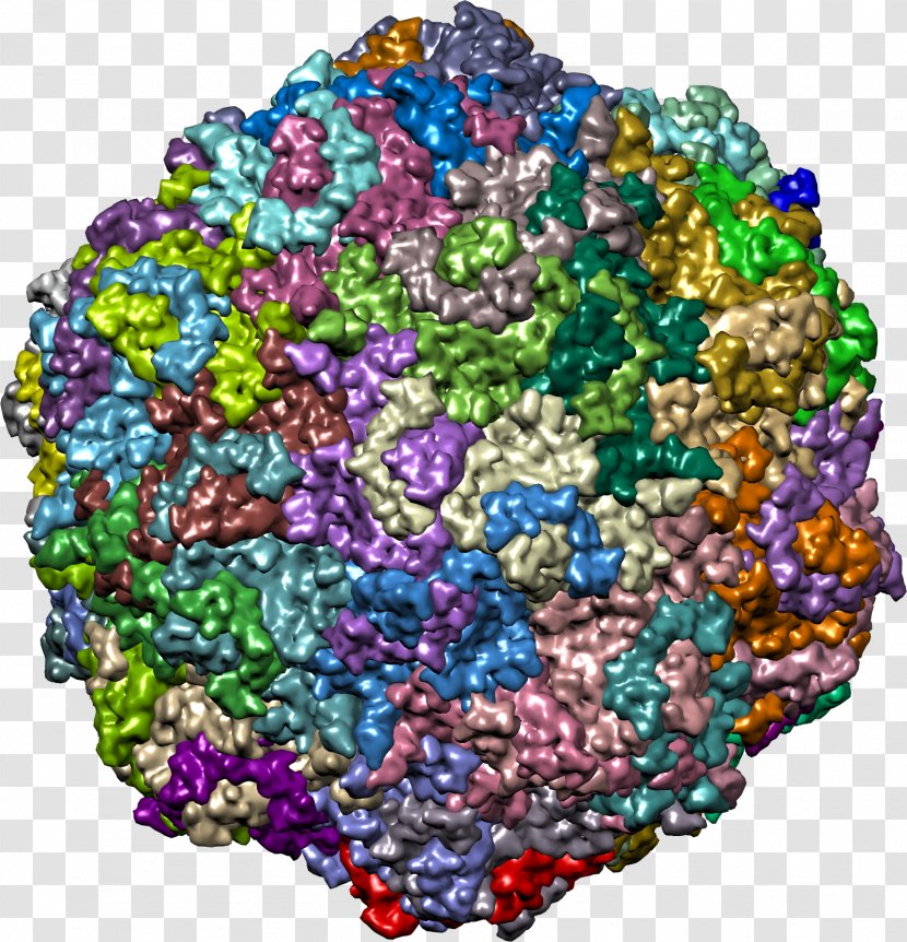 Enterovirus 71 RNA Virus Biology - Vaccine Transparent PNG