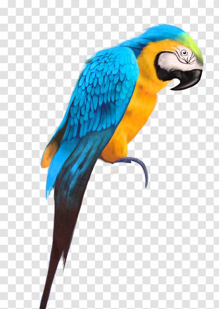 Parrot Bird Watercolor Painting Drawing - Art Transparent PNG