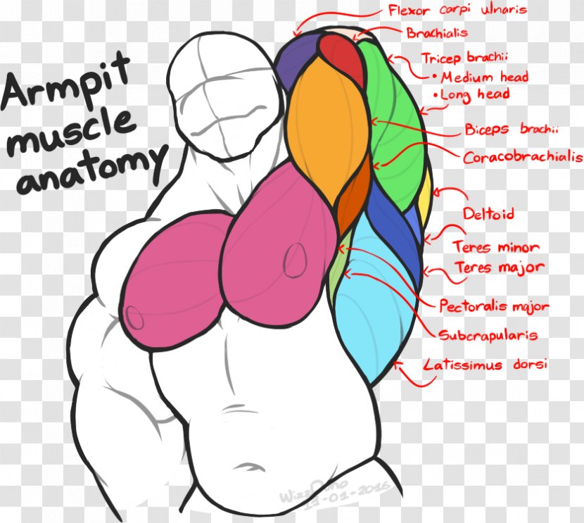 Axilla Human Body Anatomy Forearm Muscle - Cartoon Transparent PNG