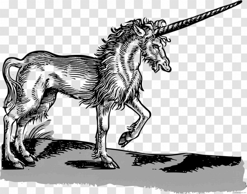 Historia Animalium Renaissance 16th Century Thierbuch History - Horse - Unicorn Transparent PNG