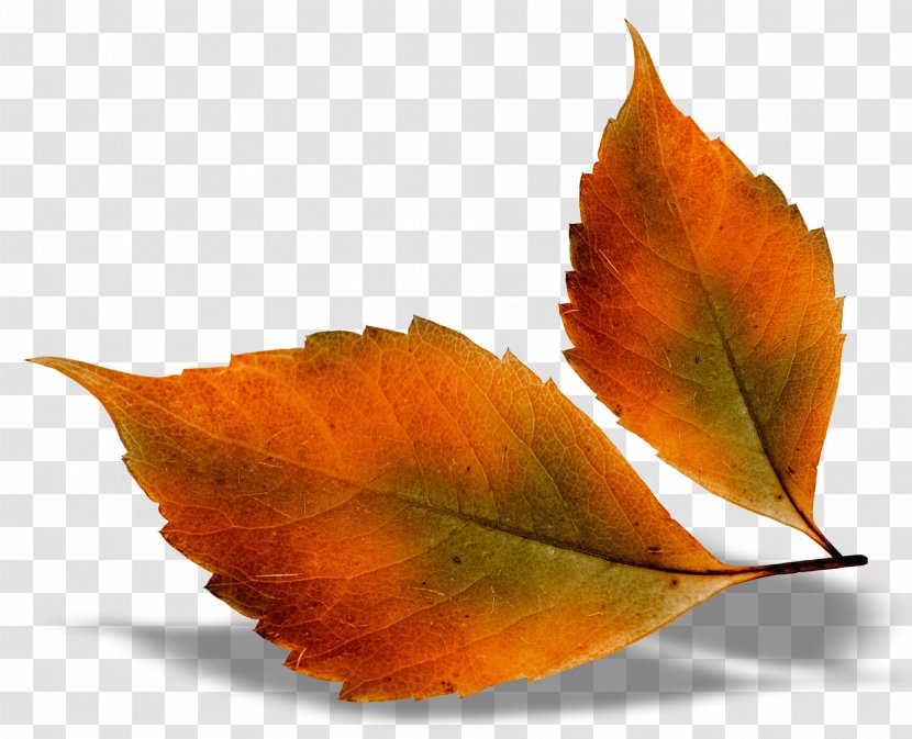 Autumn Leaf Color - Orange - Leaves Transparent PNG