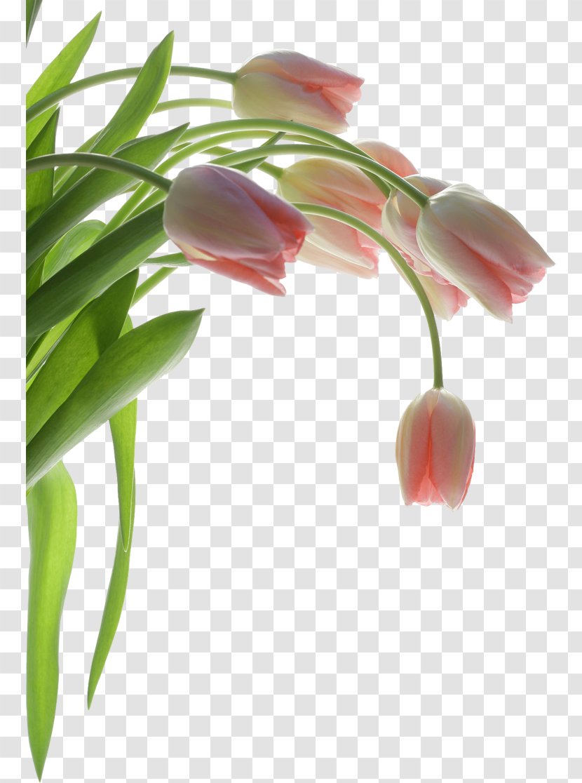 Paper Tulip Wall Flower Wallpaper - Mural - Plants Transparent PNG