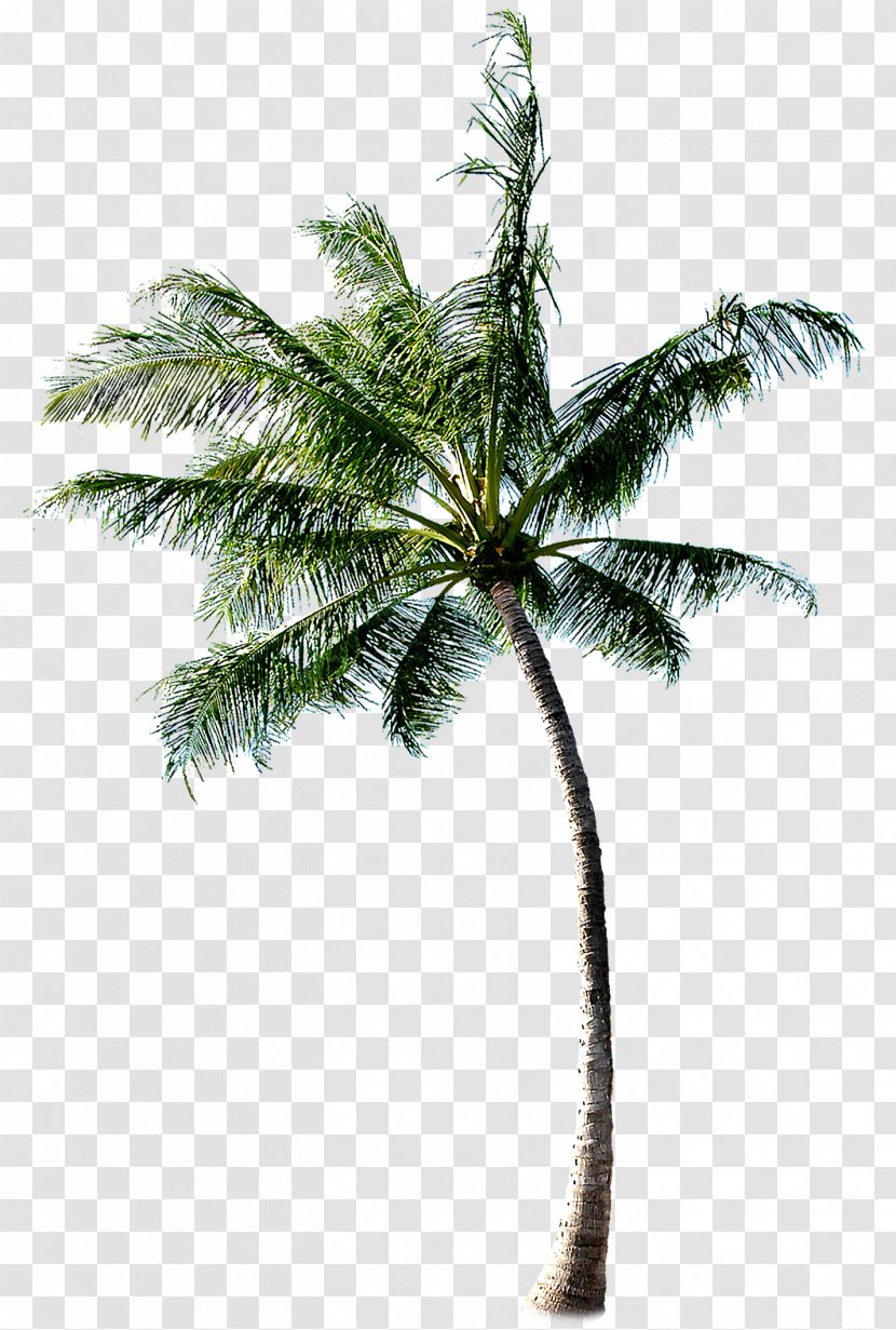 Cachaxe7a Coconut Tree - Palm Transparent PNG
