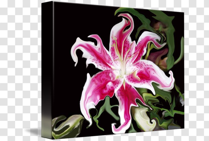 Pink M Cut Flowers Petal Lily - Lilium 'Stargazer' Transparent PNG