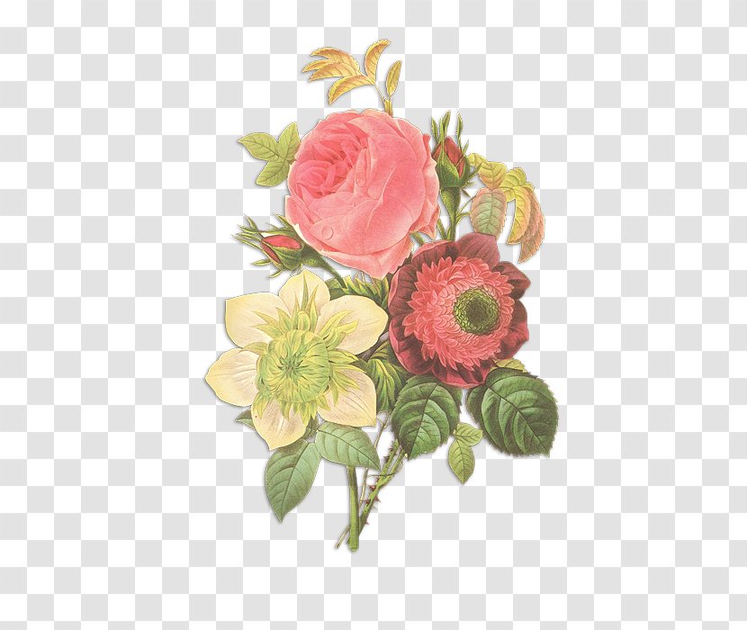 Floral Design Botanical Illustration Rose Flower - Rosa Centifolia Transparent PNG